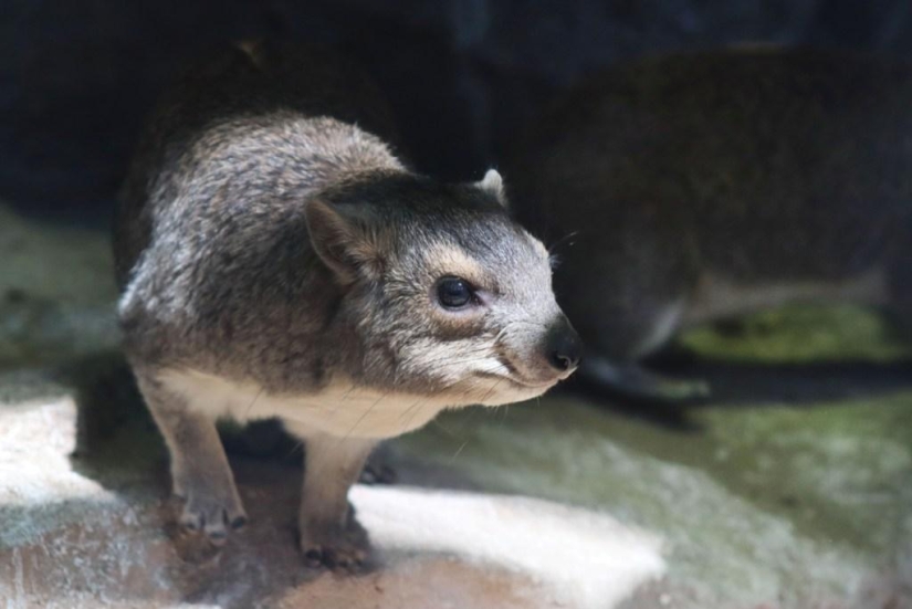 Hyraxes are furry relatives of elephants that live in burrows.
