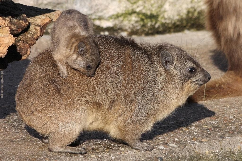 Hyraxes are furry relatives of elephants that live in burrows.