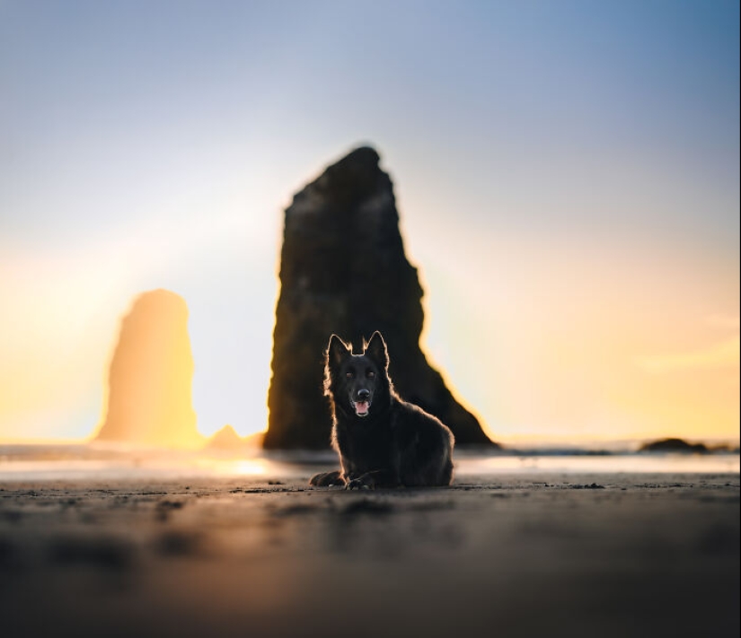 I Am A Pet Photographer From British Columbia, And Here Are 10 Of My Favorite Dog Shots I Am A Pet Photographer From British Columbia, And Here Are 10 Of My Favorite Dog Shots