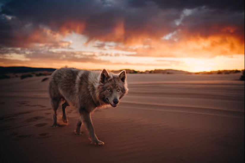I Am A Pet Photographer From British Columbia, And Here Are 10 Of My Favorite Dog Shots I Am A Pet Photographer From British Columbia, And Here Are 10 Of My Favorite Dog Shots