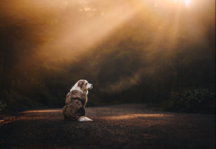 I Am A Pet Photographer From British Columbia, And Here Are 10 Of My Favorite Dog Shots I Am A Pet Photographer From British Columbia, And Here Are 10 Of My Favorite Dog Shots