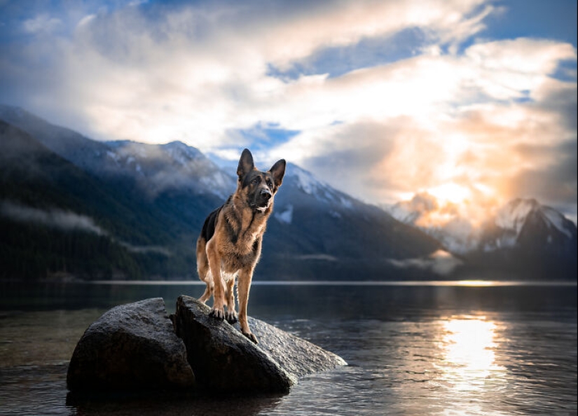 I Am A Pet Photographer From British Columbia, And Here Are 10 Of My Favorite Dog Shots I Am A Pet Photographer From British Columbia, And Here Are 10 Of My Favorite Dog Shots