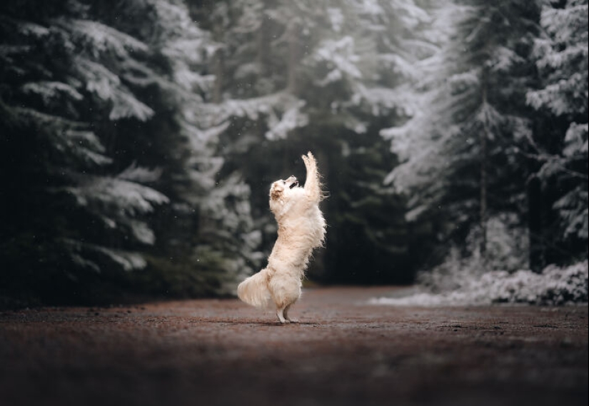 I Am A Pet Photographer From British Columbia, And Here Are 10 Of My Favorite Dog Shots I Am A Pet Photographer From British Columbia, And Here Are 10 Of My Favorite Dog Shots