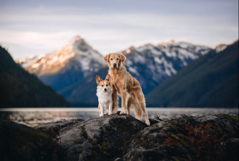 I Am A Pet Photographer From British Columbia, And Here Are 10 Of My Favorite Dog Shots I Am A Pet Photographer From British Columbia, And Here Are 10 Of My Favorite Dog Shots