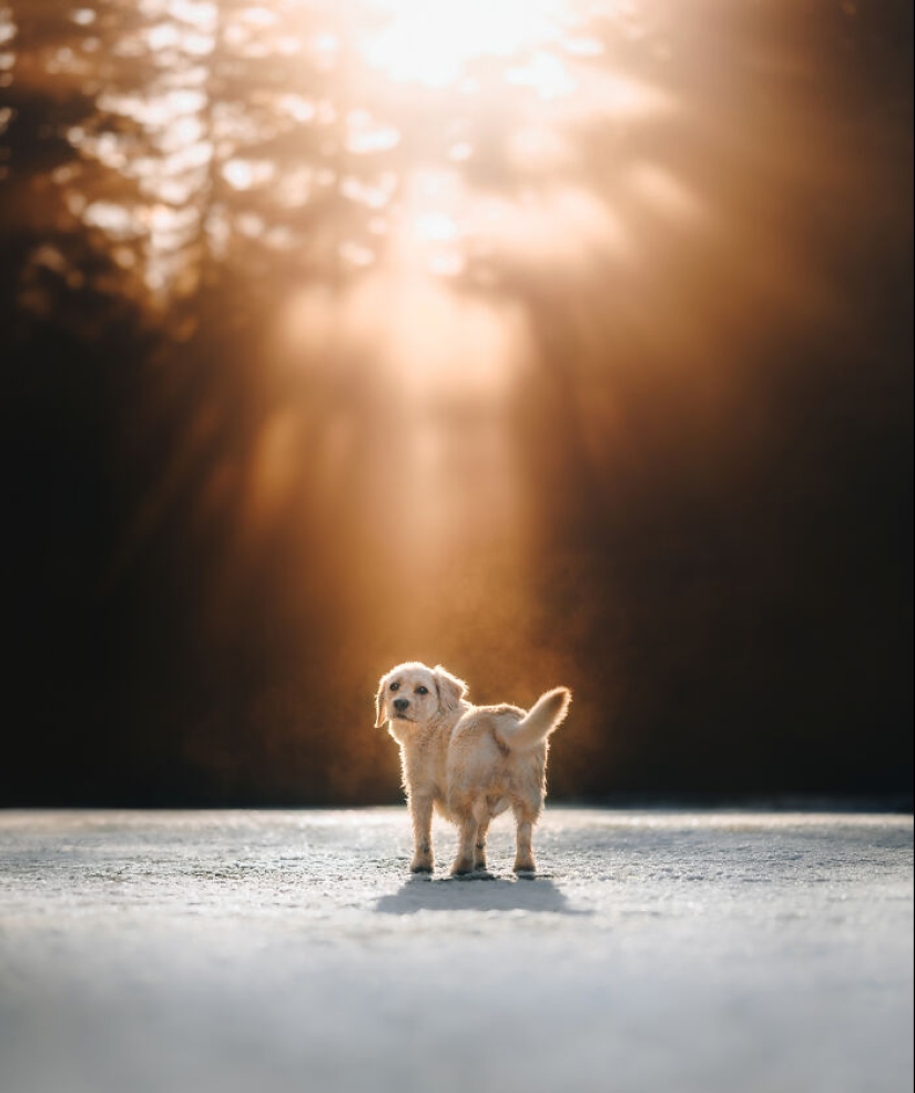 I Am A Pet Photographer From British Columbia, And Here Are 10 Of My Favorite Dog Shots I Am A Pet Photographer From British Columbia, And Here Are 10 Of My Favorite Dog Shots