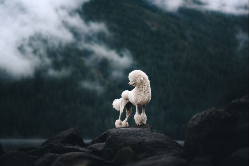 I Am A Pet Photographer From British Columbia, And Here Are 10 Of My Favorite Dog Shots I Am A Pet Photographer From British Columbia, And Here Are 10 Of My Favorite Dog Shots