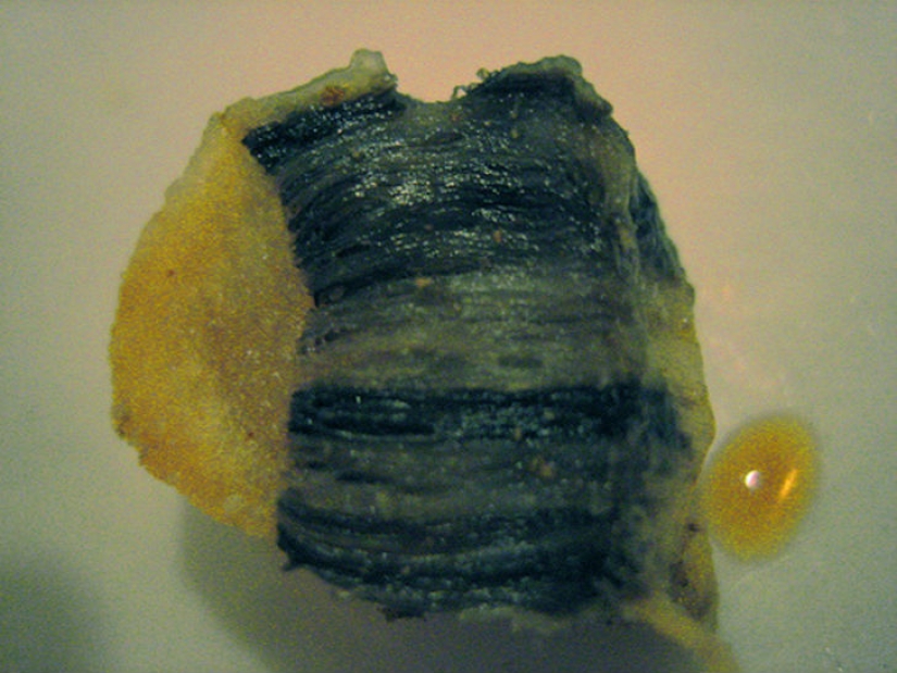 Icelandic national cuisine is not for weaklings