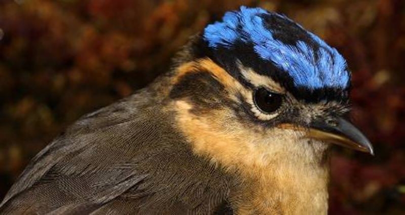Ifrit de cabeza azul: un pequeño pájaro que mata con un toque