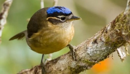 Ifrit de cabeza azul: un pequeño pájaro que mata con un toque