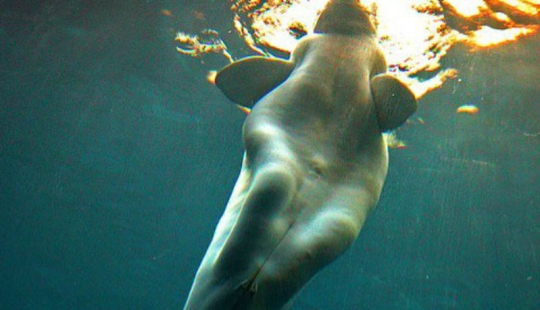 Illusion or anatomical feature: why the whales saw a human foot