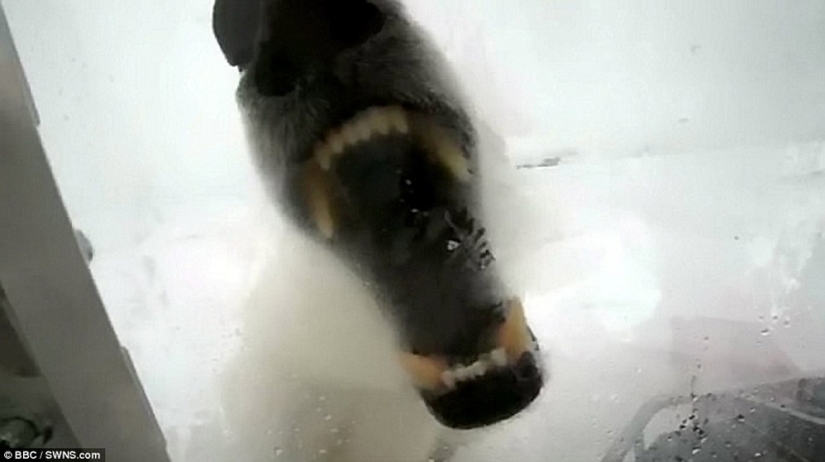 Imágenes escalofriantes de un oso polar tratando de devorar a un hombre