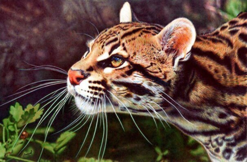 Impresionantes dibujos en bolígrafo de Samuel Silva Impresionantes dibujos en bolígrafo de Samuel Silva