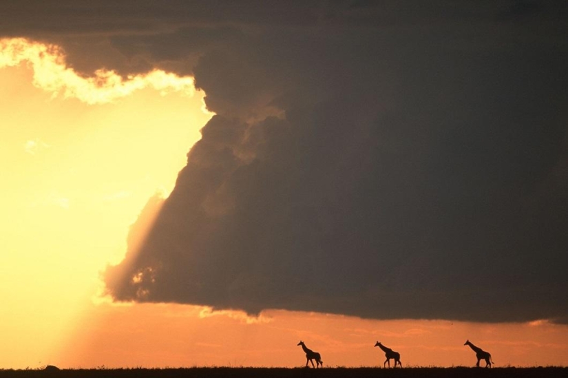 Impresionantes puestas de sol Africanas por Paul Goldstein