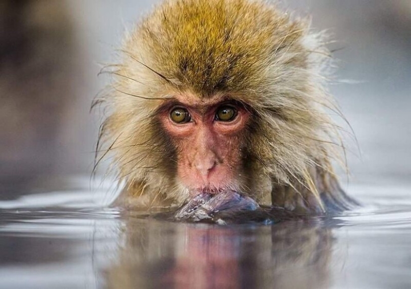 Impressive works of wildlife photographer Andrey Gudkov Impressive works of wildlife photographer Andrey Gudkov