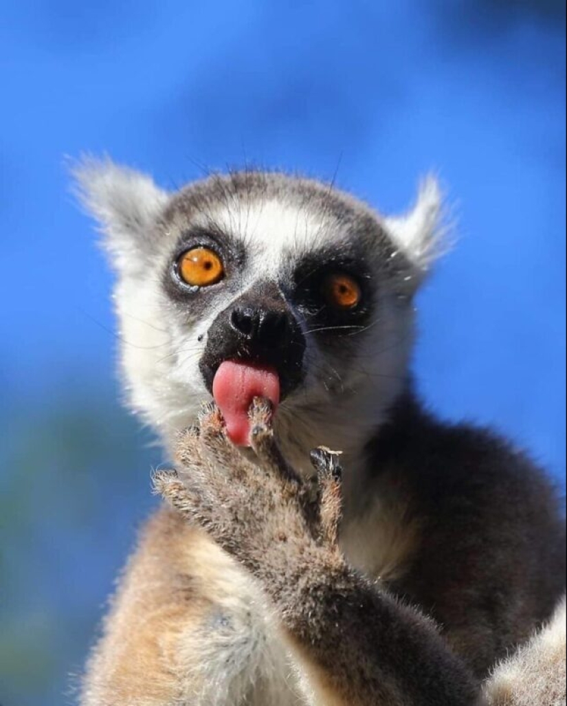 Impressive works of wildlife photographer Andrey Gudkov Impressive works of wildlife photographer Andrey Gudkov