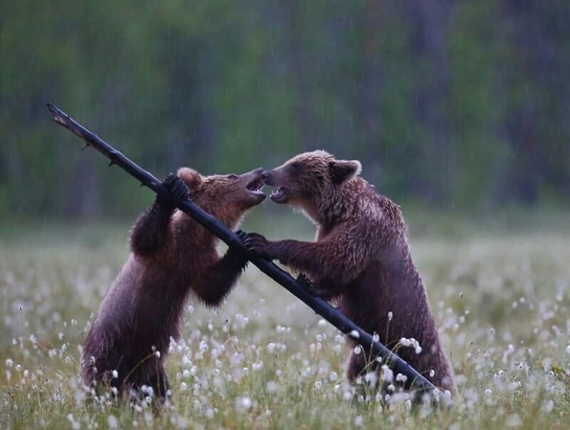 Impressive works of wildlife photographer Andrey Gudkov Impressive works of wildlife photographer Andrey Gudkov