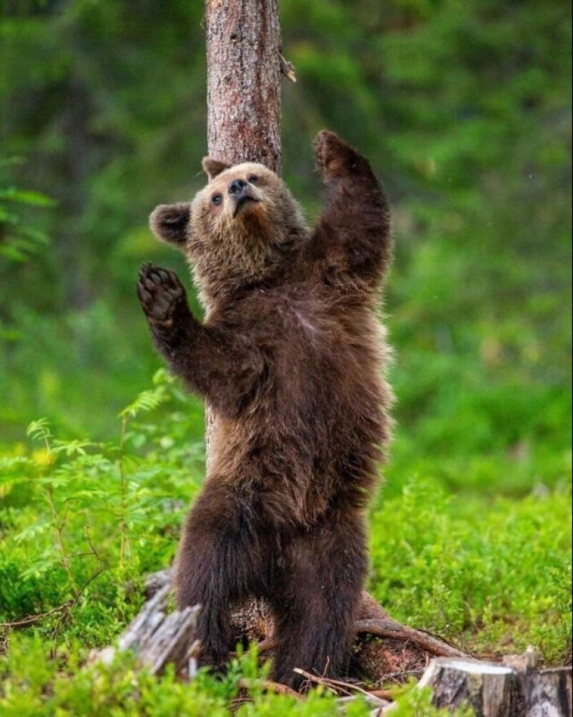 Impressive works of wildlife photographer Andrey Gudkov Impressive works of wildlife photographer Andrey Gudkov