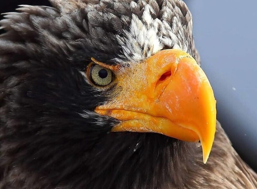 Impressive works of wildlife photographer Andrey Gudkov Impressive works of wildlife photographer Andrey Gudkov