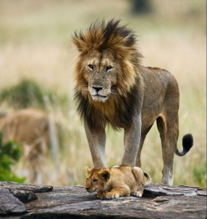 Impressive works of wildlife photographer Andrey Gudkov Impressive works of wildlife photographer Andrey Gudkov