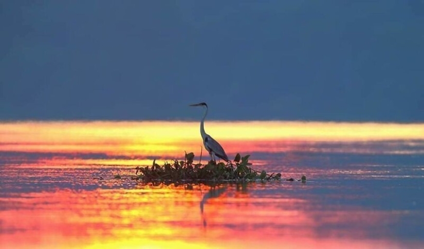 Impressive works of wildlife photographer Andrey Gudkov Impressive works of wildlife photographer Andrey Gudkov