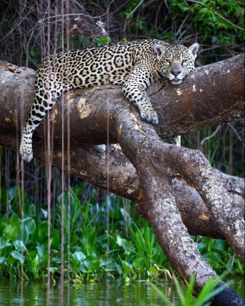 Impressive works of wildlife photographer Andrey Gudkov Impressive works of wildlife photographer Andrey Gudkov