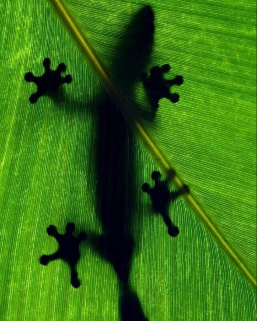 Impressive works of wildlife photographer Andrey Gudkov Impressive works of wildlife photographer Andrey Gudkov