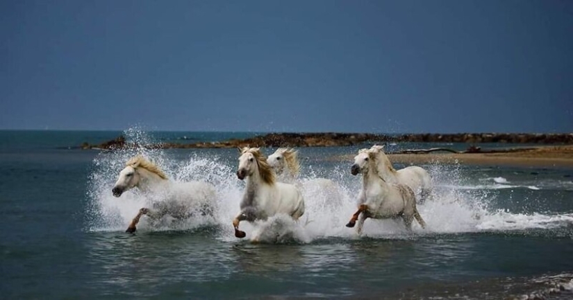 Impressive works of wildlife photographer Andrey Gudkov Impressive works of wildlife photographer Andrey Gudkov