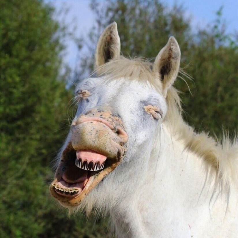 Impressive works of wildlife photographer Andrey Gudkov Impressive works of wildlife photographer Andrey Gudkov