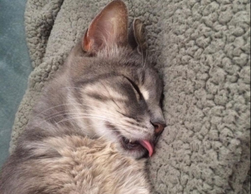 In a complete blackout: very sound asleep cats and cats with the most stupid muzzles