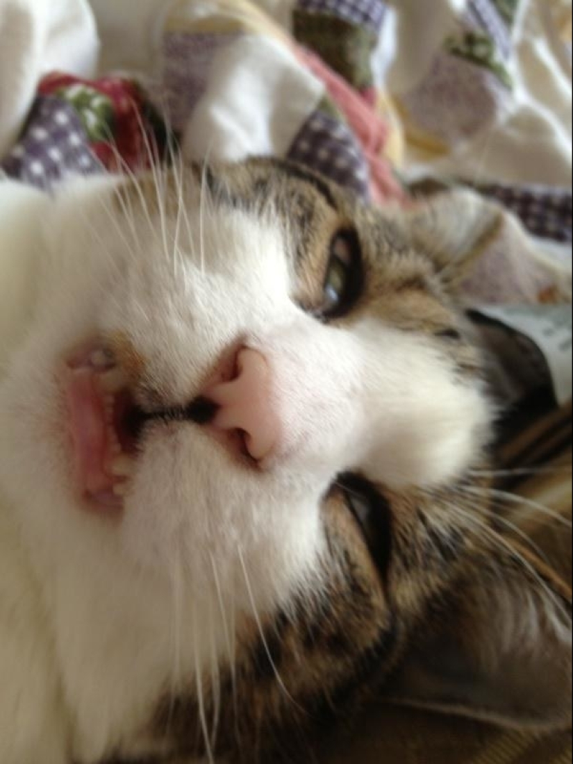 In a complete blackout: very sound asleep cats and cats with the most stupid muzzles