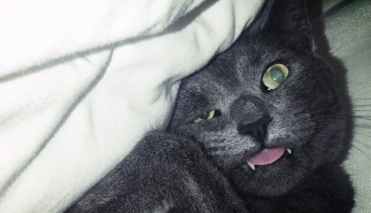 In a complete blackout: very sound asleep cats and cats with the most stupid muzzles