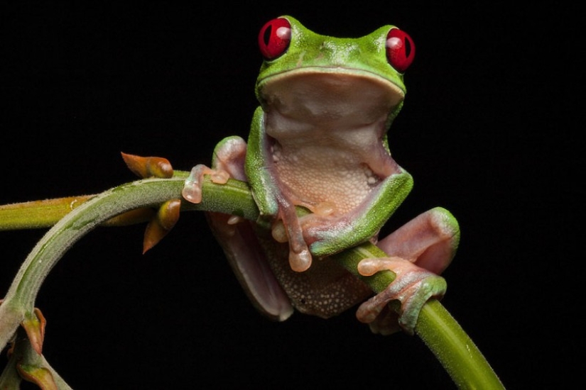 In search of the Lost Frog: The rarest species of amazing frogs in fantastic photos In search of the Lost Frog: The rarest species of amazing frogs in fantastic photos