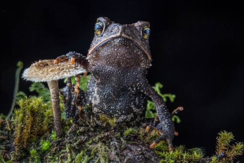 In search of the Lost Frog: The rarest species of amazing frogs in fantastic photos In search of the Lost Frog: The rarest species of amazing frogs in fantastic photos