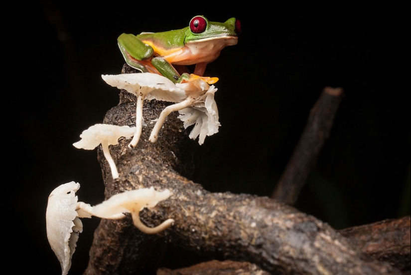 In search of the Lost Frog: The rarest species of amazing frogs in fantastic photos In search of the Lost Frog: The rarest species of amazing frogs in fantastic photos