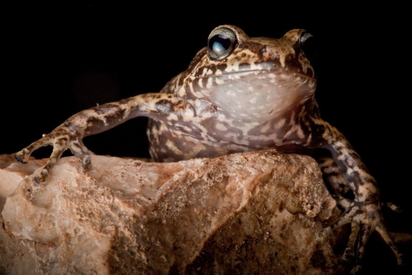 In search of the Lost Frog: The rarest species of amazing frogs in fantastic photos In search of the Lost Frog: The rarest species of amazing frogs in fantastic photos