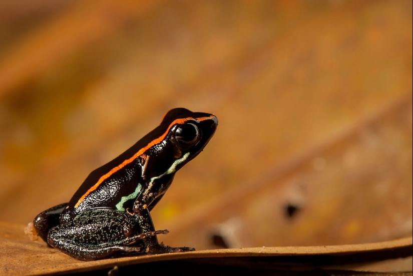 In search of the Lost Frog: The rarest species of amazing frogs in fantastic photos In search of the Lost Frog: The rarest species of amazing frogs in fantastic photos