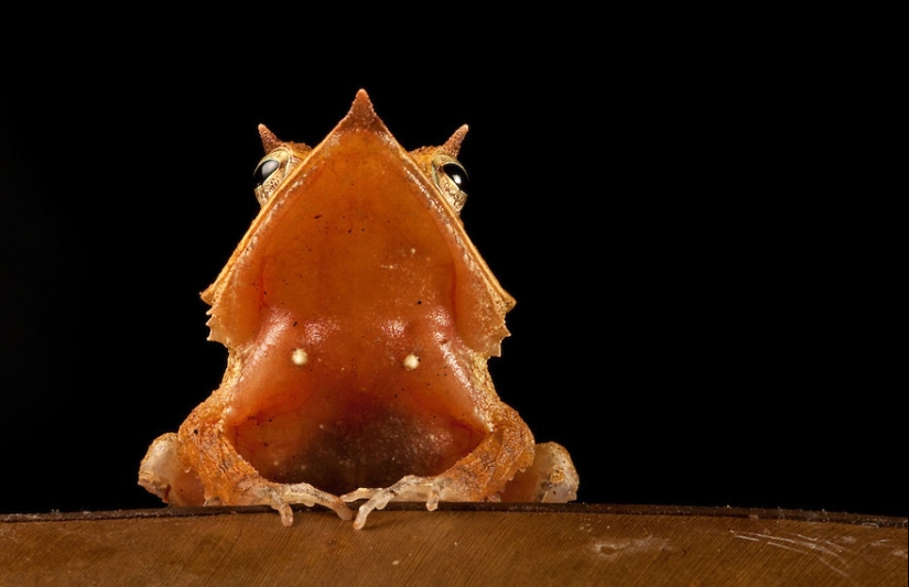 In search of the Lost Frog: The rarest species of amazing frogs in fantastic photos In search of the Lost Frog: The rarest species of amazing frogs in fantastic photos