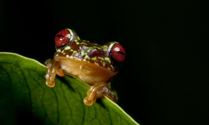 In search of the Lost Frog: The rarest species of amazing frogs in fantastic photos In search of the Lost Frog: The rarest species of amazing frogs in fantastic photos