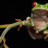 In search of the Lost Frog: The rarest species of amazing frogs in fantastic photos