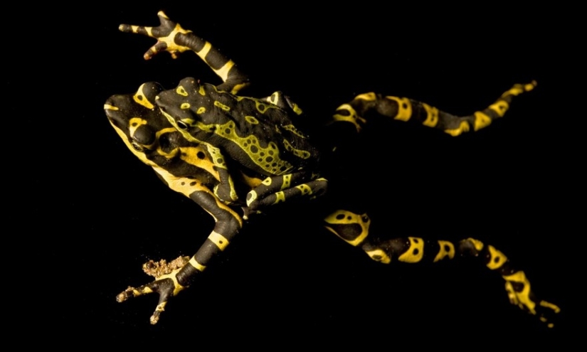 In search of the Lost Frog: The rarest species of amazing frogs in fantastic photos In search of the Lost Frog: The rarest species of amazing frogs in fantastic photos