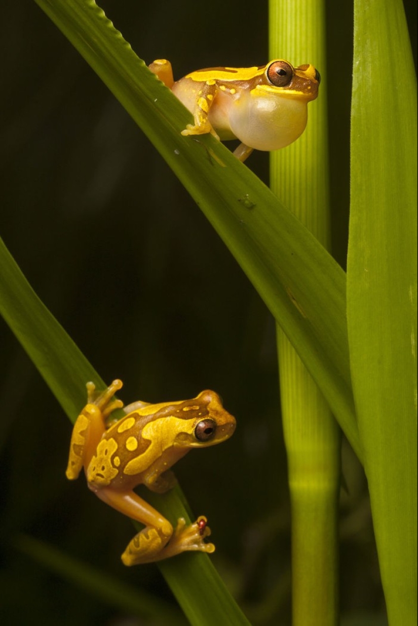In search of the Lost Frog: The rarest species of amazing frogs in fantastic photos In search of the Lost Frog: The rarest species of amazing frogs in fantastic photos