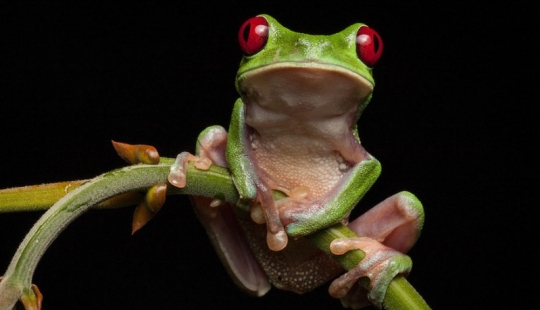 In search of the Lost Frog: The rarest species of amazing frogs in fantastic photos