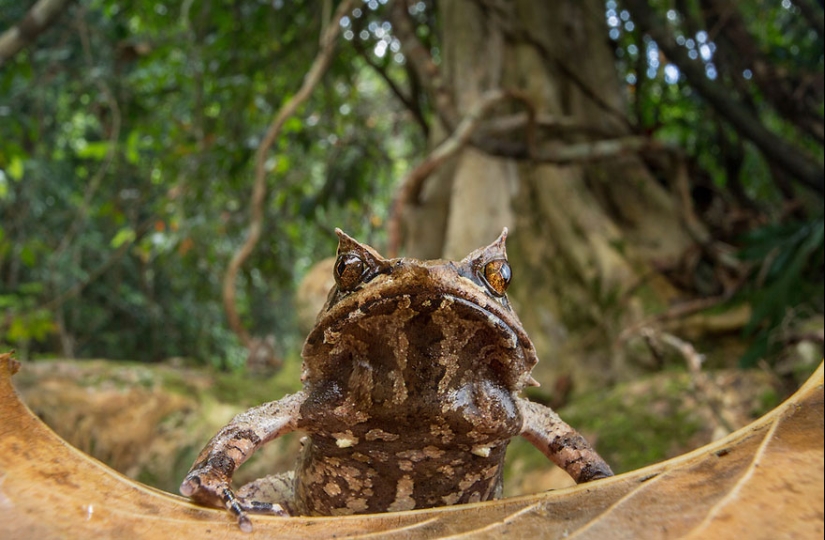 In search of the Lost Frog: The rarest species of amazing frogs in fantastic photos In search of the Lost Frog: The rarest species of amazing frogs in fantastic photos