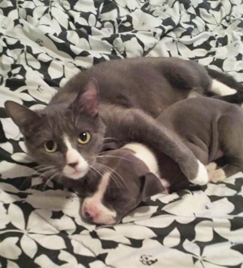 In the world of animals: siblings from different moms In the world of animals: siblings from different moms