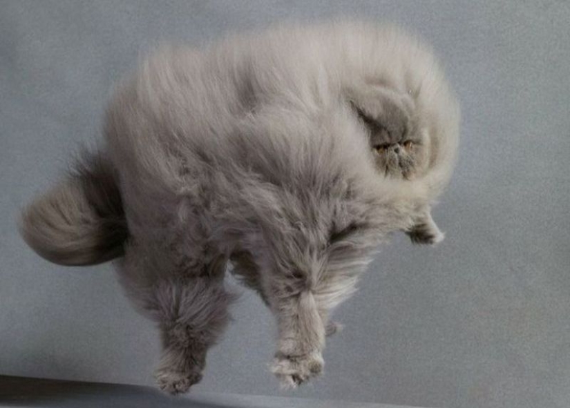 In this post, home to the most fluffy cats in the world In this post, home to the most fluffy cats in the world