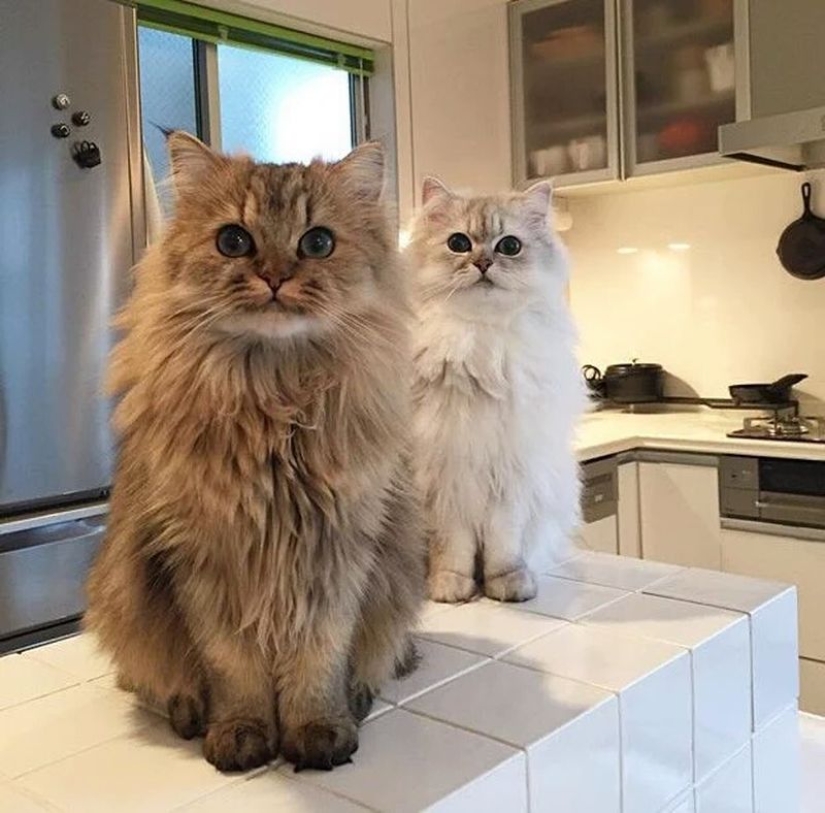 In this post, home to the most fluffy cats in the world In this post, home to the most fluffy cats in the world