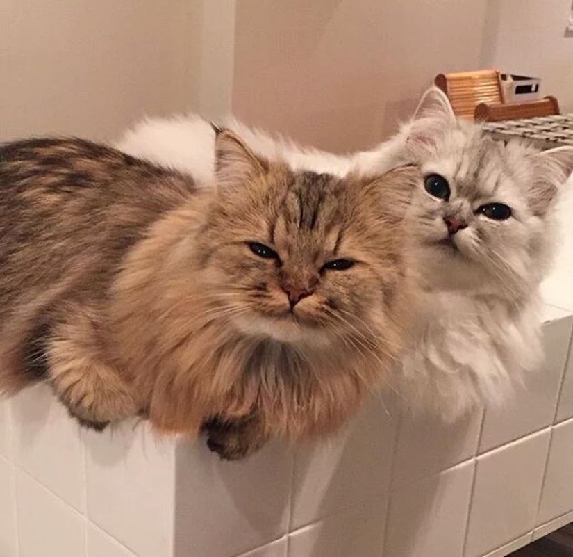 In this post, home to the most fluffy cats in the world In this post, home to the most fluffy cats in the world