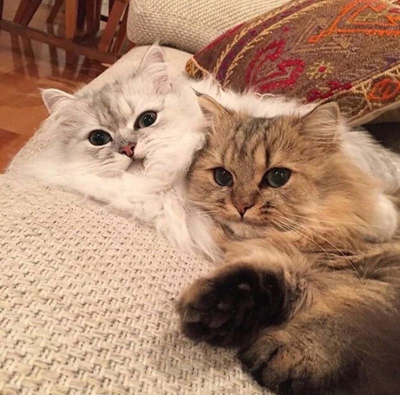 In this post, home to the most fluffy cats in the world In this post, home to the most fluffy cats in the world