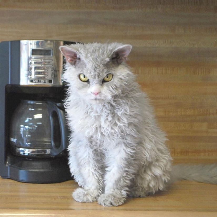 In this post, home to the most fluffy cats in the world In this post, home to the most fluffy cats in the world