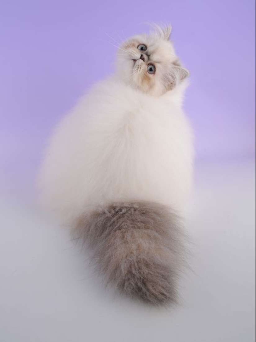 In this post, home to the most fluffy cats in the world In this post, home to the most fluffy cats in the world